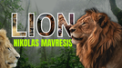 Lion by Nikolas Mavresis - Video Download