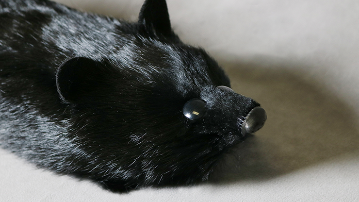 Black Fox Spring Animal by Magic Masters - Merchant of Magic