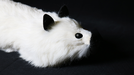White Fox Spring Animal by Magic Masters - Merchant of Magic