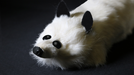 White Fox Spring Animal by Magic Masters - Merchant of Magic