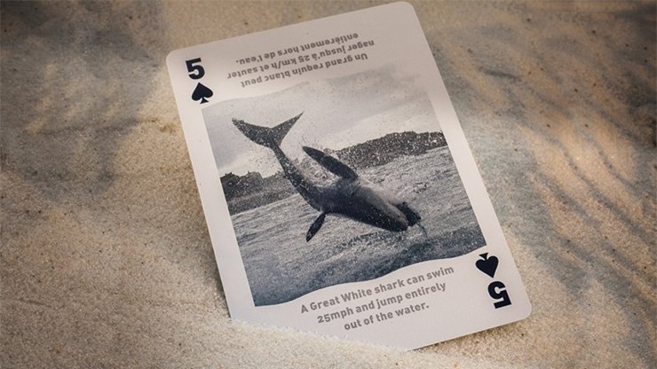 Bicycle Sharks Playing Cards by US Playing Card - Merchant of Magic