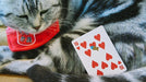 Meow Star Playing Cards by Bocopo - Merchant of Magic