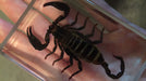 Ominous Deck (Scorpion) by Diamond Jim Tyler - Merchant of Magic