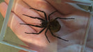 Ominous Deck (Spider) by Diamond Jim Tyler - Merchant of Magic