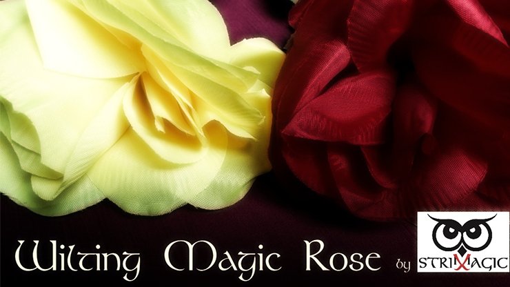 Wilting Rose by Strixmagic - Merchant of Magic